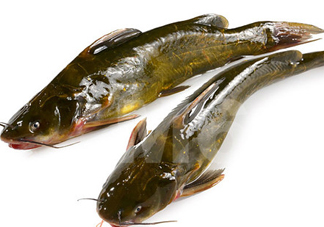 黃刺魚(yú)什么天氣好釣？黃刺魚(yú)釣魚(yú)最佳時(shí)間