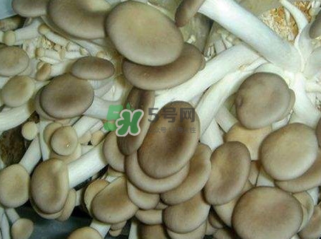 哪些人不能吃秀珍菇？秀珍菇不能和什么同吃？