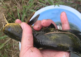黃刺魚(yú)死了能吃嗎？黃刺魚(yú)不能與什么同食