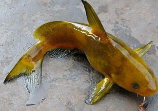 黃刺魚(yú)多少錢(qián)一斤？野生黃刺魚(yú)多少錢(qián)一斤