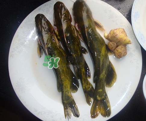 黃刺魚是發(fā)物嗎？黃刺魚是黃辣丁嗎
