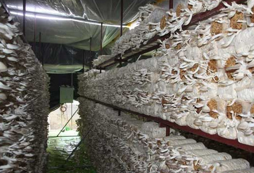 秀珍菇什么品種好？一萬袋秀珍菇要多少成本