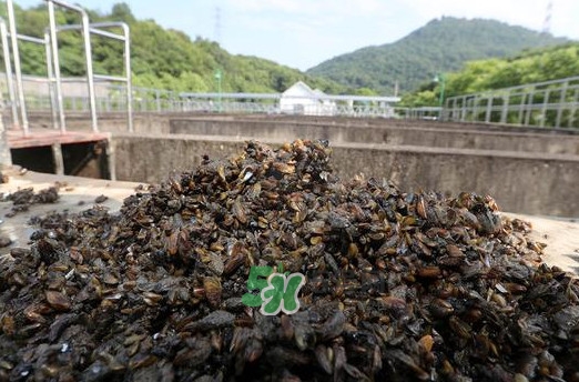 海瓜子多少錢(qián)一斤？西湖撈起的海瓜子能吃嗎