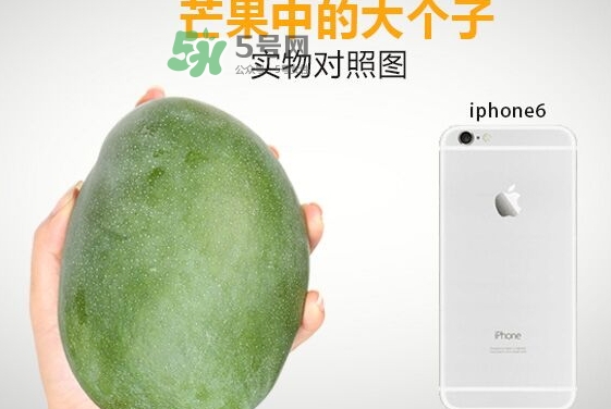 凱特芒果多少錢一斤？凱特芒果價格