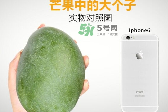 凱特芒果什么時候上市？凱特芒果上市時間