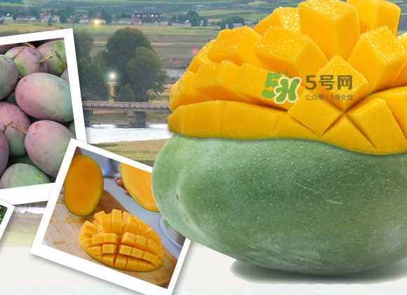 凱特芒果什么時候上市？凱特芒果上市時間