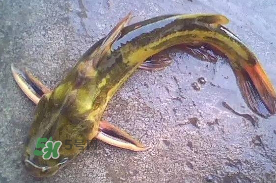黃蜂魚有毒嗎？黃蜂魚怎么去毒
