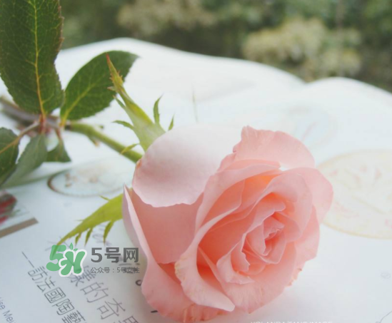 roseonly限量紅粉玫瑰多少錢？有幾朵？