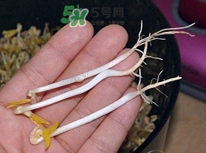 豆芽有根好還是無(wú)根好？無(wú)根豆芽與有根豆芽區(qū)別