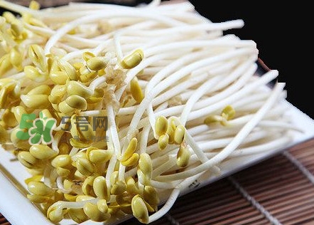 豆芽有根好還是無(wú)根好？無(wú)根豆芽與有根豆芽區(qū)別