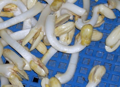 èŠ±ç”ŸèŠ½å¤šå°‘éŒ¢ä¸€æ–¤ï¼ŸèŠ±ç”ŸèŠ½è‹¦å‘³æœ‰æ¯’å—Žï¼Ÿ
