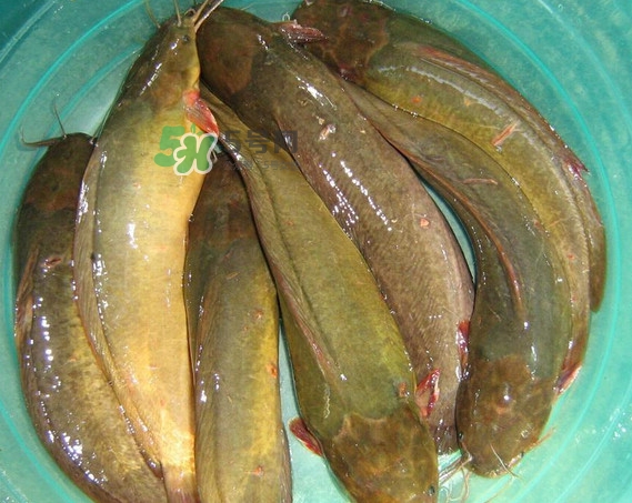 黃蜂魚怎么煮好吃？黃蜂魚燉湯孕婦可以喝嗎