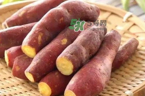 地瓜發(fā)芽能吃嗎？地瓜發(fā)芽了還可以吃嗎