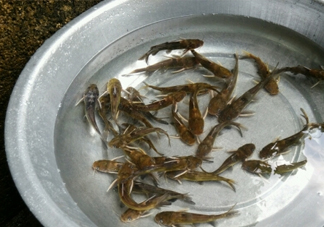 黃蜂魚怎么做好吃？黃蜂魚怎么釣