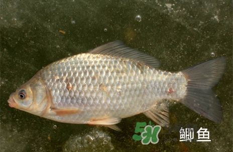 鰣魚和響魚是兩種魚嗎？鰣魚和鯽魚的區(qū)別
