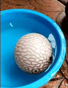河豚魚多少錢一斤？河豚為什么會鼓起來