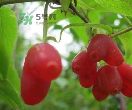 杈杷果多少錢一斤？杈杷果價(jià)格表