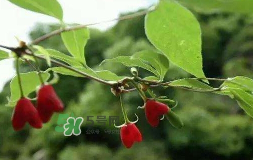 杈杷果怎么吃？杈杷果食用方法