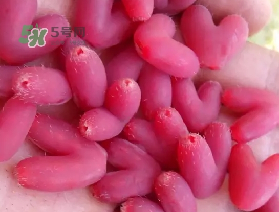 杈杷果怎么吃？杈杷果食用方法