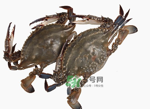 梭子蟹一只大概多重？梭子蟹一斤一般幾只？