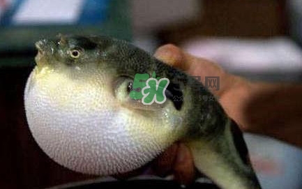 河鲀可以養(yǎng)嗎？河鲀有毒為什么還要吃