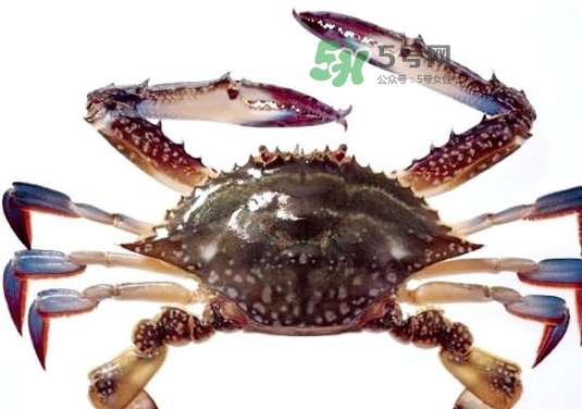 梭子蟹一只大概多重？梭子蟹一斤一般幾只？