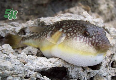 河鲀是淡水魚(yú)嗎？河鲀是哺乳動(dòng)物嗎