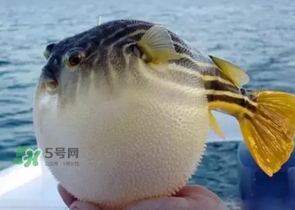 河鲀和大巴魚是一回事嗎？河鲀有哪些營養(yǎng)價值