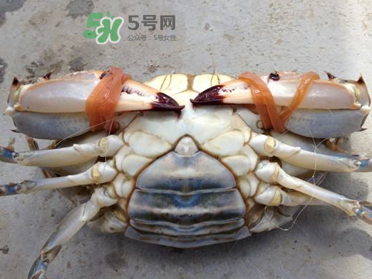 飛蟹可以冷凍嗎？飛蟹能冷凍保存嗎？