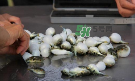 河豚能吃嗎？河豚可以吃嗎