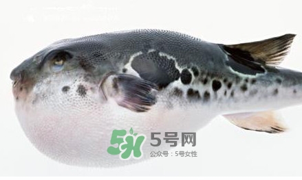 河豚究竟有多好吃？河豚最毒的部位是哪里