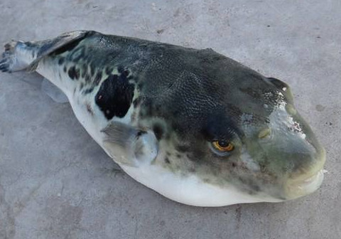河豚魚怎么吃？河豚魚怎么去毒
