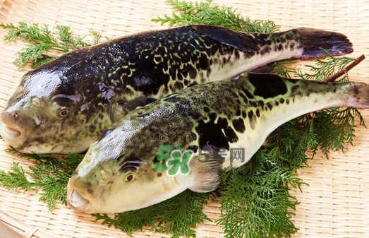 河豚魚是海鮮嗎？河豚魚是淡水魚嗎