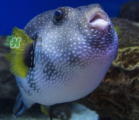 河豚魚是發(fā)物嗎？河豚魚為什么有毒