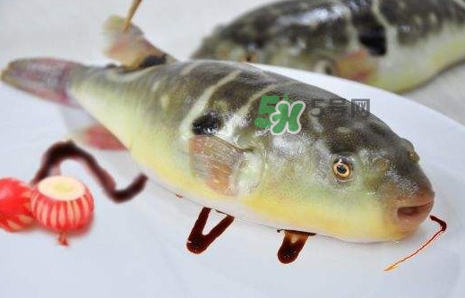 河豚魚是發(fā)物嗎？河豚魚為什么有毒