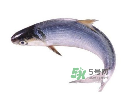 鰣魚怎么讀？鰣魚是什么魚