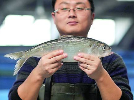 鰣魚是海魚還是淡水魚？鰣魚是發(fā)物嗎