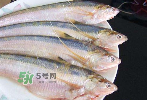 鰣魚刺多嗎？鰣魚可以養(yǎng)殖嗎