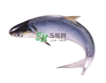 鰣魚刺多嗎？鰣魚可以養(yǎng)殖嗎