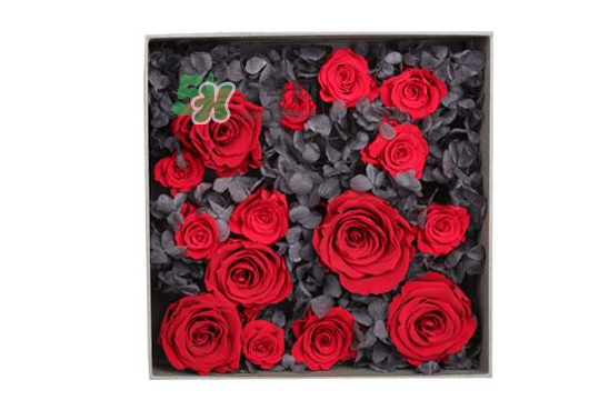 roseonly永生花可以保存多久？roseonly永生花保養(yǎng)