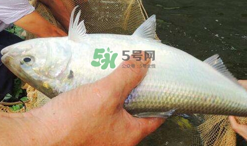 鰣魚的魚鱗能吃嗎？鰣魚為什么不去魚鱗
