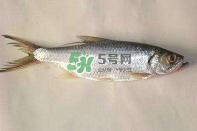 鰣魚(yú)怎么做好吃？鰣魚(yú)怎么處理