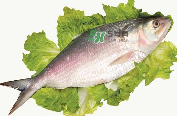 鰣魚(yú)孕婦能吃嗎？孕婦可以吃鰣魚(yú)嗎