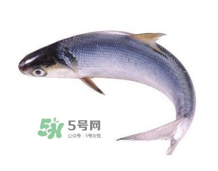 鰣魚和刀魚哪個(gè)貴？長(zhǎng)江三鮮哪個(gè)最貴