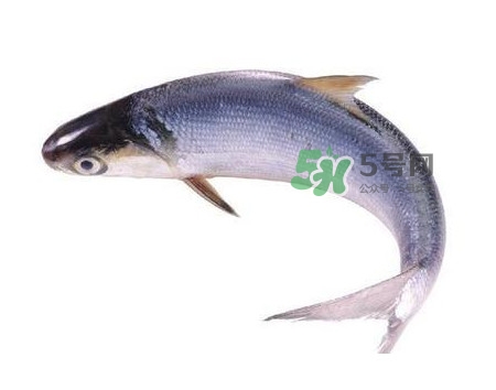 鰣魚什么時(shí)候最好吃？長江鰣魚什么上市