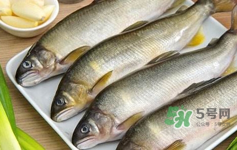 鰣魚(yú)與香魚(yú)怎么區(qū)分？鰣魚(yú)與香魚(yú)的區(qū)別