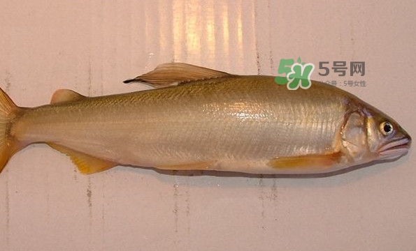 鰣魚(yú)與香魚(yú)怎么區(qū)分？鰣魚(yú)與香魚(yú)的區(qū)別