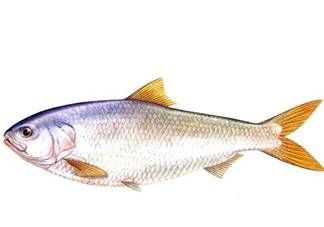 鰣魚刺多嗎？鰣魚可以養(yǎng)殖嗎