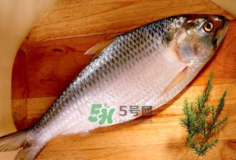 鰣魚(yú)怎么做好吃？鰣魚(yú)怎么處理