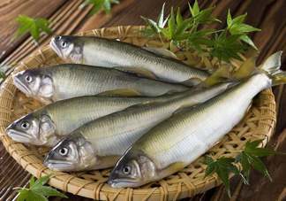 鰣魚與香魚怎么區(qū)分？鰣魚與香魚的區(qū)別